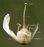  Stamens and Utricle